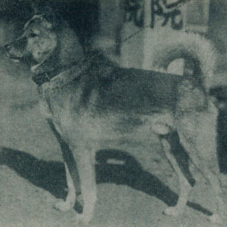 Suzukagorou go 鈴鹿五郎号