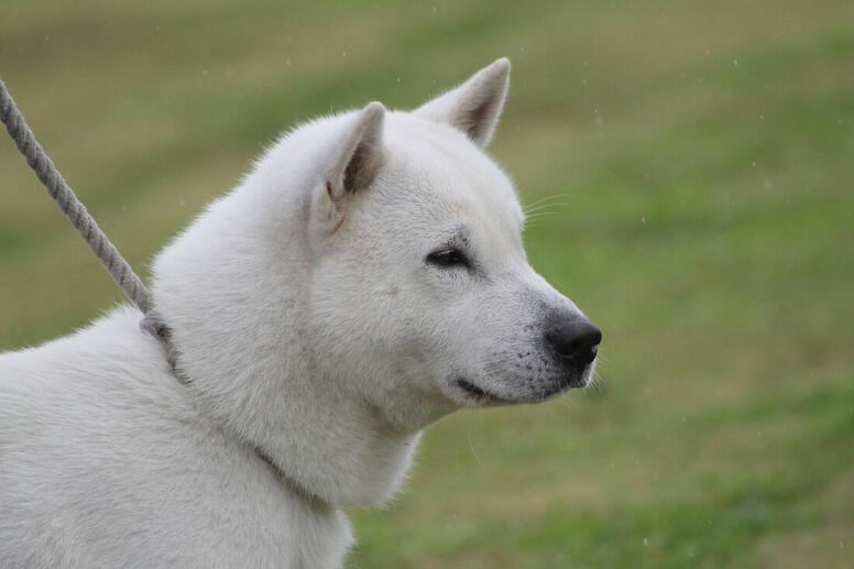 ph: Alexis Amerosa, NIPPO Grand National