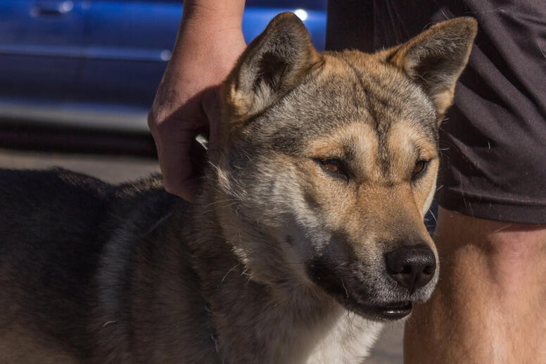 ph: C.J. McCammon, sesame hunting line dog with an intense expression