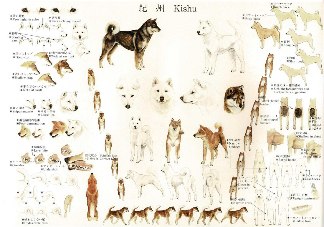 JKC Illustrated Standard