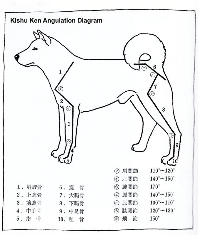 Angulation