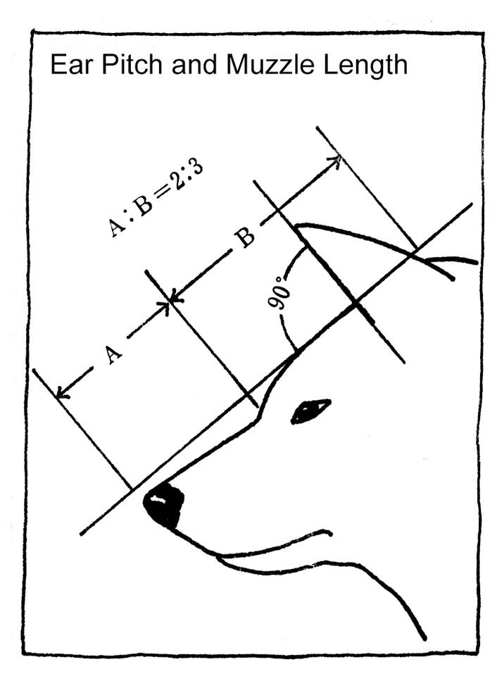 Ear Pitch and Ratios